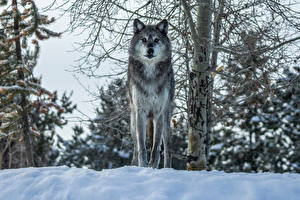 Fondos de escritorio Lobo Nieve Contacto visual animales