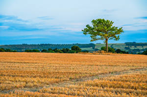 Fonds d'écran Angleterre Champ Arbres Nature