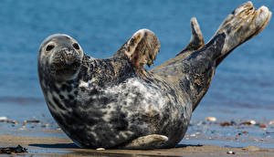 Bureaubladachtergronden Zeehonden De zee