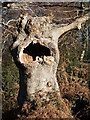 SU9485 : Old tree in Burnham Beeches by Peachy