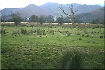  : Rough Grazing on Floodplain Between Bassenthwaite Lake and Derwentwater by Bob Jenkins