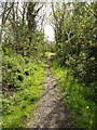 NX7461 : Threave Estate Walk on former Kirkcudbright Railway by David Hawgood