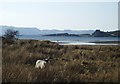  : Rough grazing beside Loch Crinan by Eileen Henderson