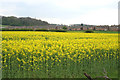 SK6535 : Oil Seed Rape at Cotgrave by Kate Jewell