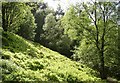 SE2244 : Bilberry glade, Chevin Country Park, Otley by Humphrey Bolton