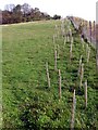 SU4826 : New thorn hedge planted by the M3 cutting, Twyford Down by Jim Champion