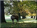 SK5239 : Stag, Wollaton Park by Lynne Kirton