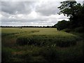 SU5439 : Field at Northington Corner by Peter Jordan