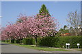 NS2982 : Cherry Trees Helensburgh by Eddie Mackinnon