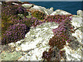 SM7228 : St David's Head  heather on cliff edge by Chris Gunns