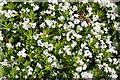 NJ5354 : Woodruff (Galium odoratum) by Anne Burgess