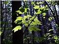  : Sun Shines Through In Hugset Woods by John Fielding