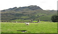 SH7143 : View south-eastwards across sheep pastures by Eric Jones