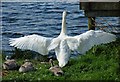 J0846 : Swan and cygnet, Kernan Lake near Gilford by Albert Bridge