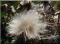 NX5358 : Thistledown, Stronach Hill by David Baird