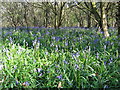 SK9007 : Bluebells in Hambleton Woods by Fiona Somerville