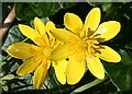 NJ6465 : Lesser Celandine (Ranunculus ficaria) by Anne Burgess