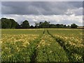  : Wheat, Chaddleworth by Andrew Smith