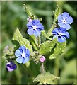 NJ3365 : Green Alkanet (Pentaglottis sempervirens) by Anne Burgess