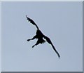 NG5142 : Sea Eagle prepares to dive for fish by Rob Farrow