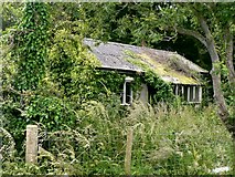  : Woodland idyll near St Brides Major. by Mick Lobb