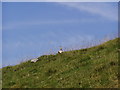 SK1481 : Wheatear, Cavedale, near Castleton, Derbyshire by Mark Dunn