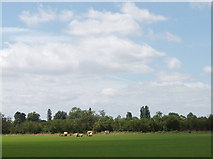  : Grange Farm, Towersey by David Hawgood