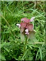  : Red Dead Nettle by Rob Farrow