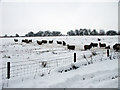  : Sheep at Greenknowes by Simon Johnston