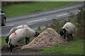 SE7090 : Roadside salt pile by Colin Grice