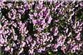 NJ3265 : Heather or Ling (Calluna vulgaris) by Anne Burgess