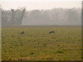  : Grazing deer by Richard Mudhar