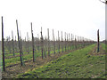 TQ6667 : Orchards near Cobham by Stephen Craven