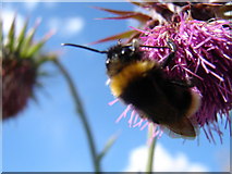  : Busy Bee and Bicycle Tale by Ian Paterson