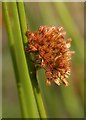 NJ3848 : Compact  Rush (Juncus conglomeratus) by Anne Burgess