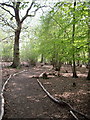  : Parndon Wood by Lynda Poulter