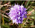 NJ3165 : Devil's Bit Scabious (Succisa pratensis) by Anne Burgess