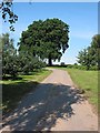 SO7124 : Oak tree by the footpath, near Anthony's Cross by Pauline E