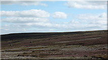  : Grouse Moor above Harkerside. by Gordon Hatton