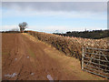 SO6524 : Edge of a field between Linton and Bromsash by Pauline E