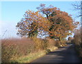  : Late autumn colour by lane near Aldham by Andrew Hill