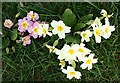 NJ5443 : Primrose (Primula vulgaris) by Anne Burgess