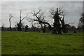 SO8732 : Old oak trees, Home Farm, Forthampton by Philip Halling