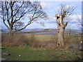 NT1977 : Cramond foreshore by Sandy Gemmill