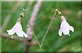 NJ2762 : Twinflower (Linnaea borealis) by Anne Burgess