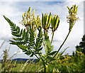 NJ3563 : Sweet Cicely (Myrrhis odorata) by Anne Burgess