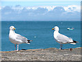 SN3960 : Gulls at New Quay (set of 2 images) by John Lucas