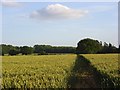 SU5576 : Footpath through wheat, Ashampstead by Andrew Smith