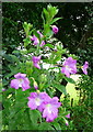  : Broad-leaved Willowherb, Epilobium montanum by Jonathan Billinger