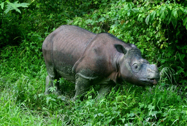 This Bornean rhino (Dicerorhinus sumatrensis harrissoni), Tam, is a captive individual representing hopes for ex-situ breeding of the Crtically Endangered subspecies of the Sumatran rhino (also Critically Endangered). 